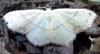 Cyclophora punctaria